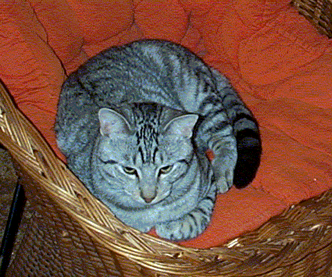 Liberty Cat sitting in a wicker chair